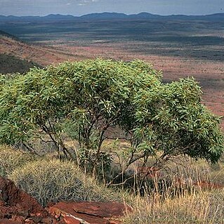 Eucalyptus ewartiana unspecified picture