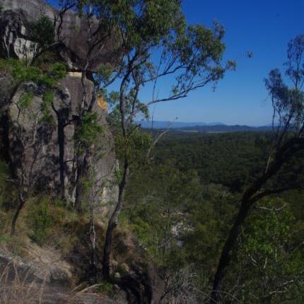 Eucalyptus granitica unspecified picture