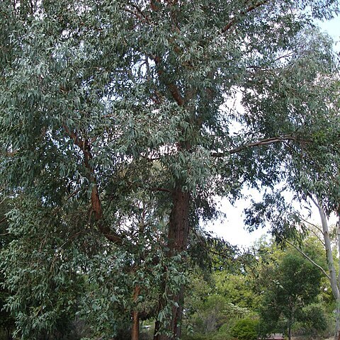 Eucalyptus chapmaniana unspecified picture