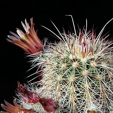 Echinocereus russanthus unspecified picture