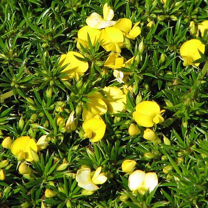 Pultenaea pedunculata unspecified picture