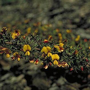 Pultenaea hispidula unspecified picture