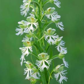 Platanthera leucophaea unspecified picture