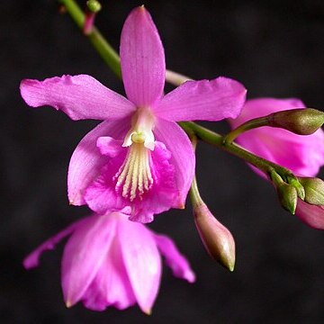 Pseudolaelia corcovadensis unspecified picture