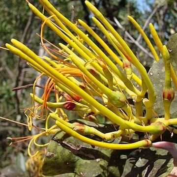 Psittacanthus robustus unspecified picture