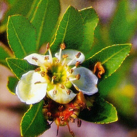 Kageneckia lanceolata unspecified picture