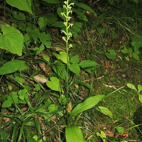 Platanthera ussuriensis unspecified picture