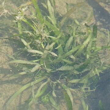 Vallisneria denseserrulata unspecified picture