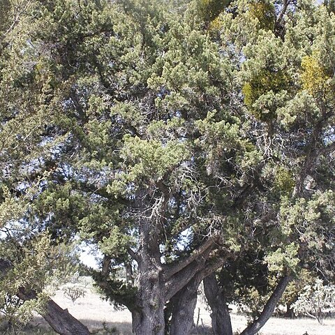 Juniperus angosturana unspecified picture