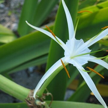 Hymenocallis latifolia unspecified picture