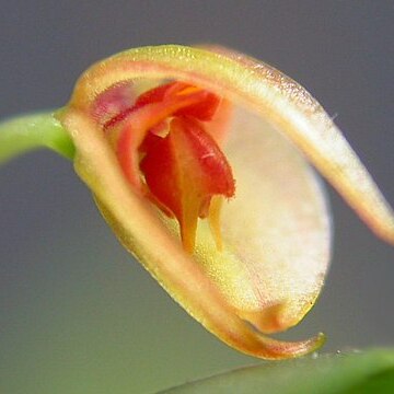 Lepanthes helicocephala unspecified picture