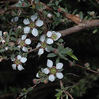 Leptospermum divaricatum unspecified picture