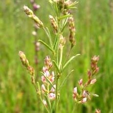 Lespedeza leptostachya unspecified picture