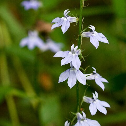 Lobelia appendiculata unspecified picture