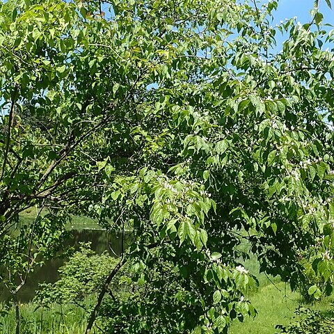 Lonicera graebneri unspecified picture