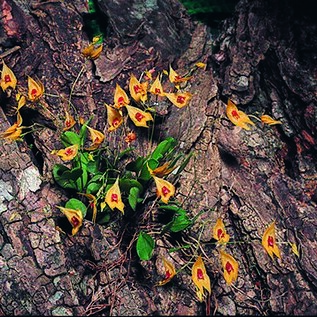 Lepanthes gibberosa unspecified picture