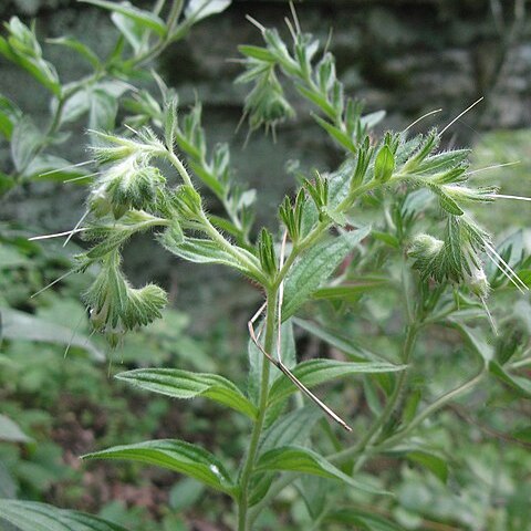 Lithospermum parviflorum unspecified picture