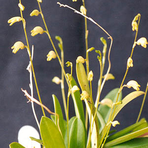 Masdevallia bulbophyllopsis unspecified picture