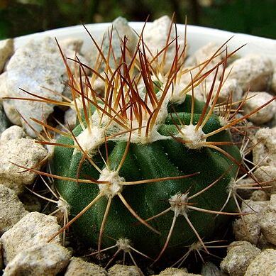 Melocactus deinacanthus unspecified picture