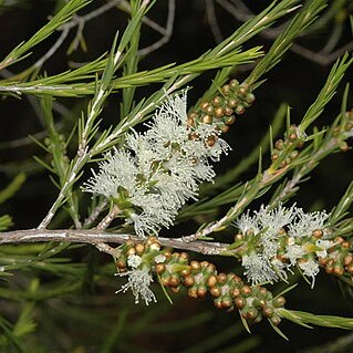 Melaleuca densispicata unspecified picture