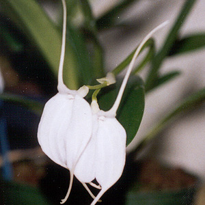 Masdevallia tovarensis unspecified picture