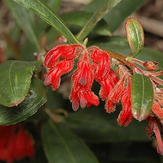 Grevillea brachystylis unspecified picture