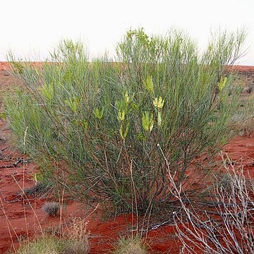 Grevillea stenobotrya unspecified picture