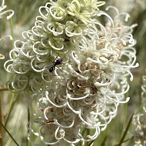 Grevillea eriobotrya unspecified picture