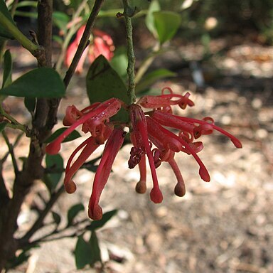 Grevillea polychroma unspecified picture