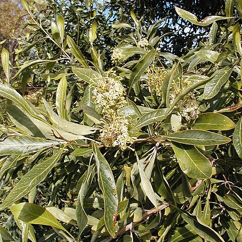 Grevillea helmsiae unspecified picture