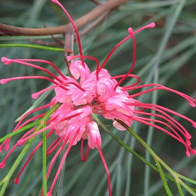 Grevillea longistyla unspecified picture