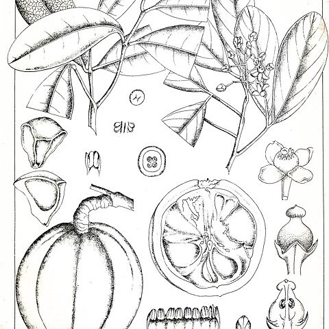 Xylocarpus moluccensis unspecified picture