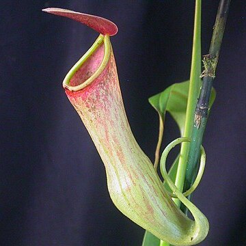 Nepenthes khasiana unspecified picture