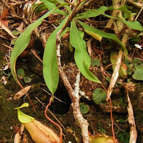 Nepenthes chang unspecified picture