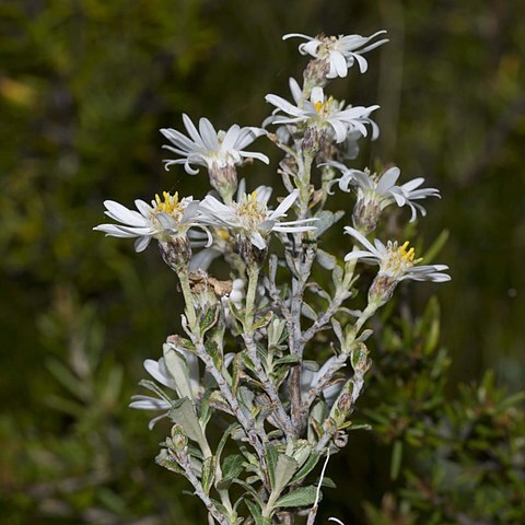 Olearia brevipedunculata unspecified picture