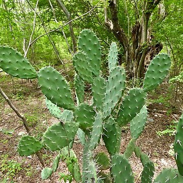 Opuntia guatemalensis unspecified picture