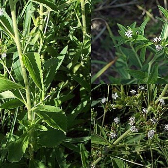 Stevia aristata unspecified picture