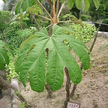 Tetrapanax unspecified picture