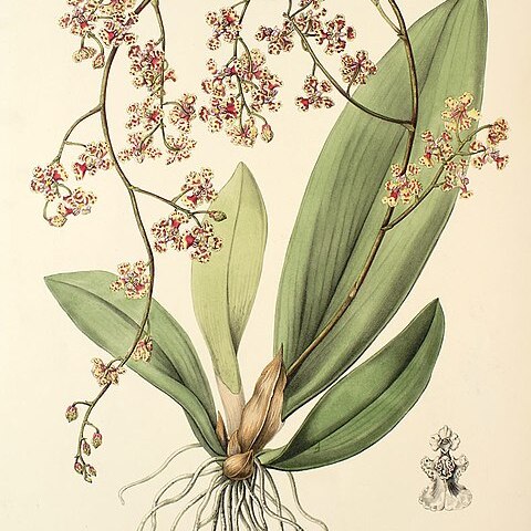 Trichocentrum carthagenense unspecified picture