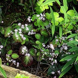 Thalictrum ichangense unspecified picture