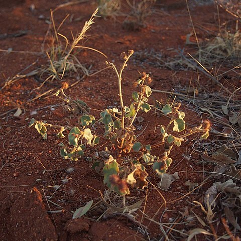 Triumfetta appendiculata unspecified picture