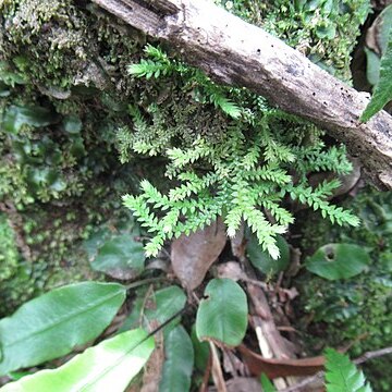 Selaginella lutchuensis unspecified picture