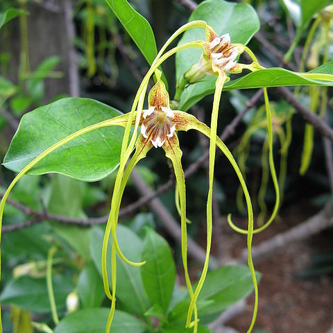 Strophanthus divaricatus unspecified picture