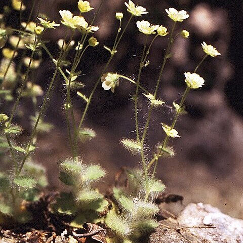 Saxifraga arachnoidea unspecified picture