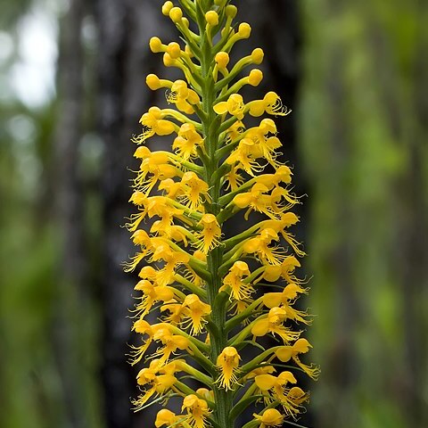 Platanthera x channellii unspecified picture