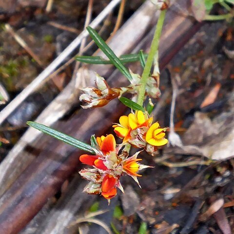 Pultenaea parrisiae unspecified picture