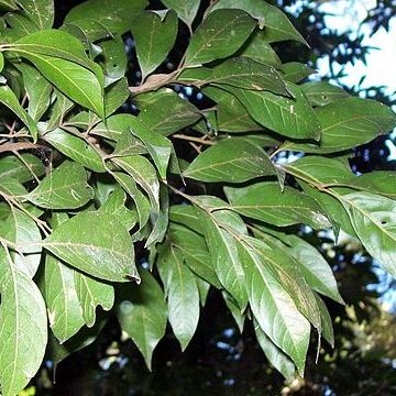 Sarcopteryx stipata unspecified picture