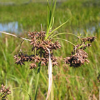 Scirpus ancistrochaetus unspecified picture