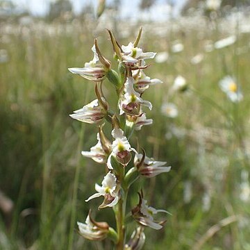 Prasophyllum dossenum unspecified picture