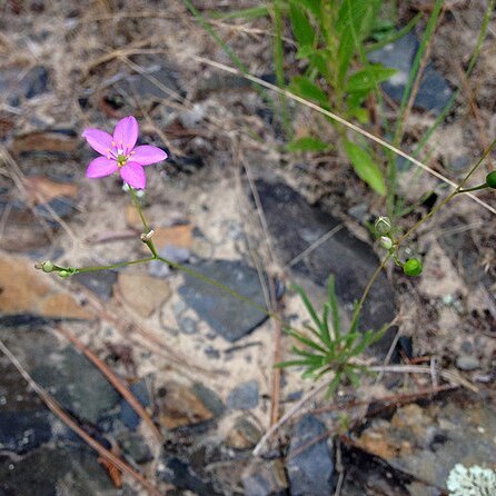 Phemeranthus parviflorus unspecified picture